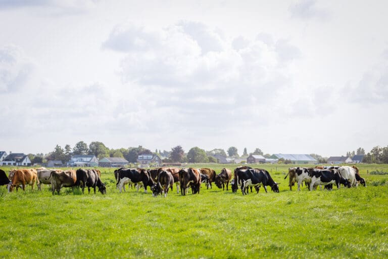 Draadloos weiden, Collie, Melkveehouderij Gravesteyn, Pijnacker, draadloze beweiding, virtueel weiden, Collie halsband