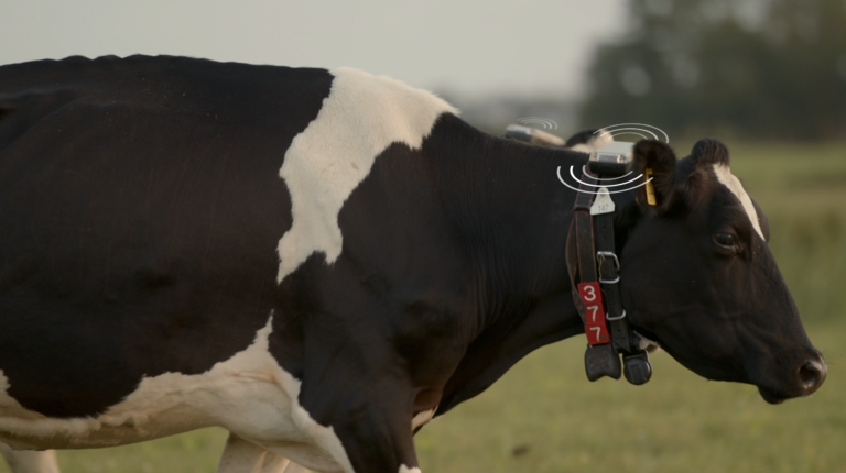 Cows + _vribration_